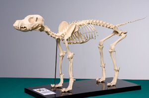 Canine (Dog) Standard Size, Complete Skeleton)