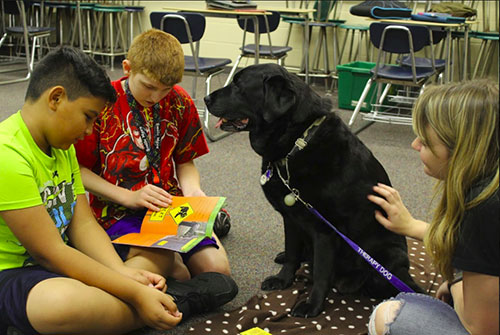 Big Daisy (Lab Dog Class of 2016) and Leslie Lundewall, along with several other Pets for People teams, visited Wainright Middle School in Lafayette during the fall semester to participate in a program in which the schoolchildren read to the animals.