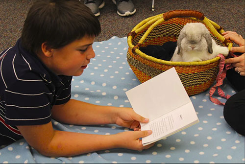 Eoghan the Bunny (with Mallory Stuckwisch) listens as a Wainwright Middle School student reads.