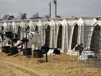 Susan Eicher's research on calf grouping