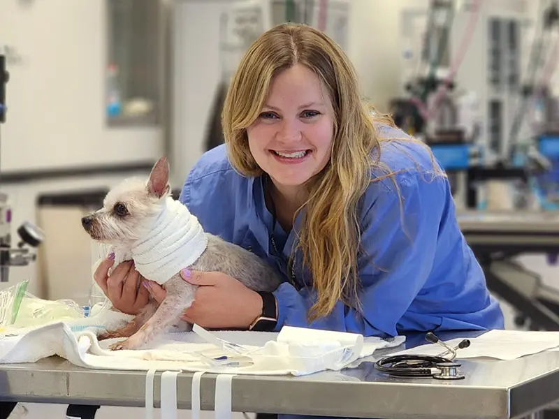 Veterinary professional holding a small dog with a bandaged neck on an examination table.