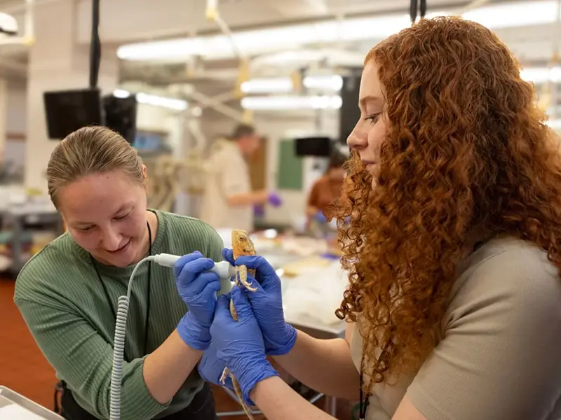 Two people in a laboratory examine a small lizard-like animal using a handheld instrument.