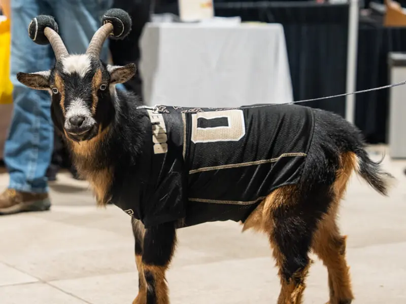 A horned goat wearing a black Purdue football jersey stands indoors.