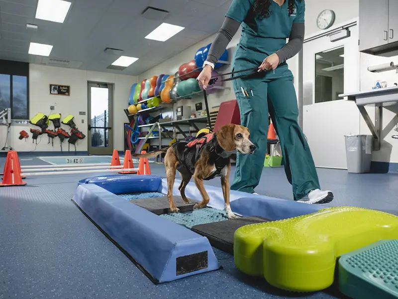 Dog walking on an indoor balance obstacle while guided by a person in teal scrubs.