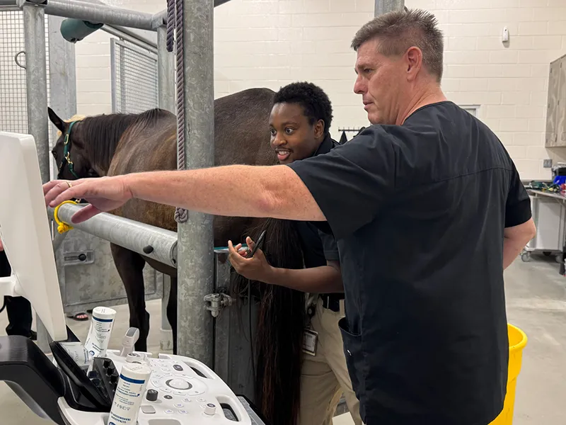 Two people examine an ultrasound monitor beside a horse in a veterinary treatment area.
