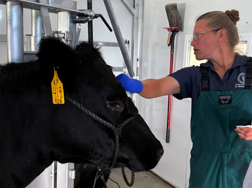 A veterinary professional in protective gear examines a black cow restrained with a rope halter.