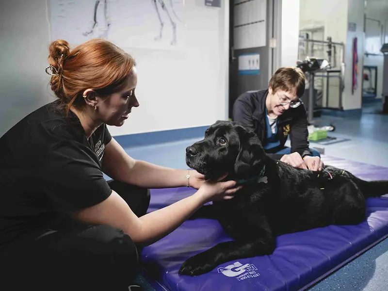 Two veterinary staff examine a black dog lying on a padded treatment table.