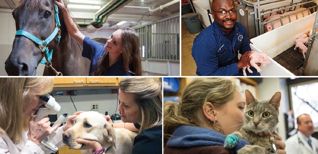 Purdue veterinary employees working with animals