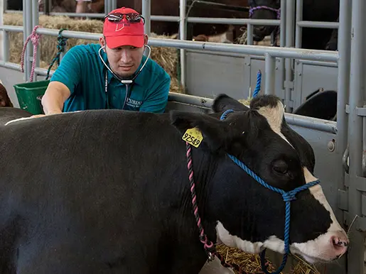 a vet examines a cow