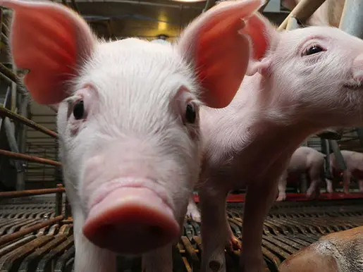 pigs