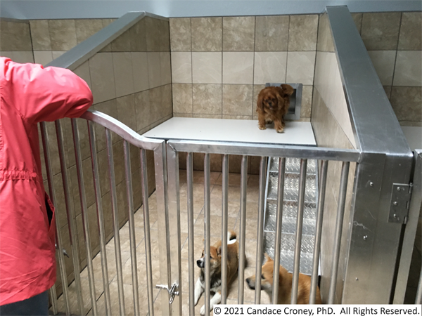 Woman in pink jacket stands at the front of an indoor kennel enclosure.  The enclosure has tile floors and walls and a metal gate across the front.  There are steps up to an elevated resting area that leads to the door to the exterior run. There are three dogs in the pen.