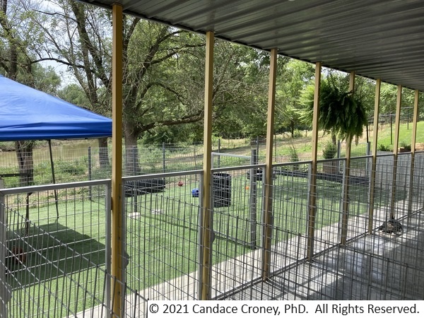 Photo shows the view of the exterior of the kennel from the building through the fenced exterior run to the play yard.  The exterior run has a concrete floor, modern metal roof supported by posts, and is fenced.  The fenced play yard is grass with a shade structure over a playhouse structure.