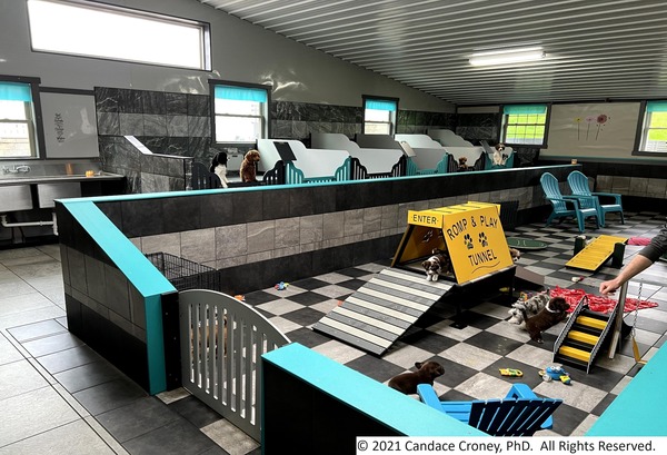 Photo shows the interior of a kennel with modern, clean, tiled, kennels surrounding a tile walled play area with toys in the center of the room.  The tile walls block the view of the play area from dogs that might be in individual kennels, however, they are low enough for caregivers to see the entire kennel space.  It is clean, colorful, well lit, and well ventilated.