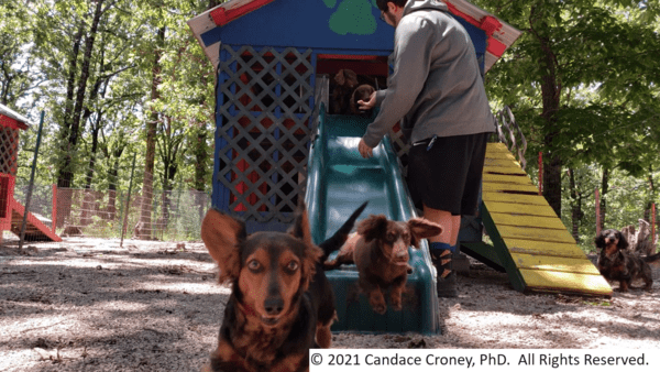 Male caretaker helps a group of dachshunds slide down the slide from an elevated children's playhouse one at a time in a tree shaded, outdoor, pea-gravel, play area.  The playhouse has a ramp for the dogs to access the upper level so they can come down the slide.