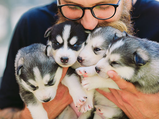 a man holding puppies