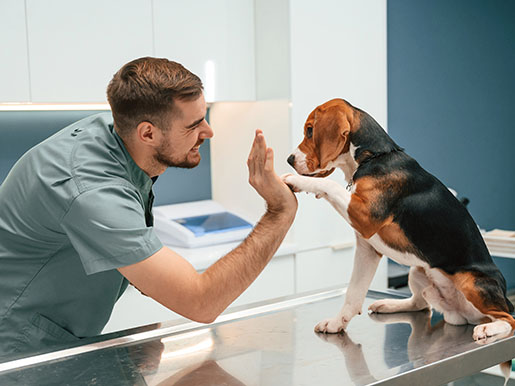 a vet giving a dog a high five