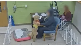 a dog interacting with a human