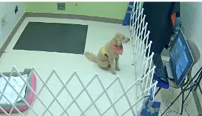 a dog interacting with a screen