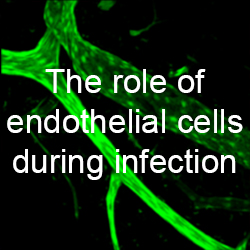 The role of endothelial cells during infection