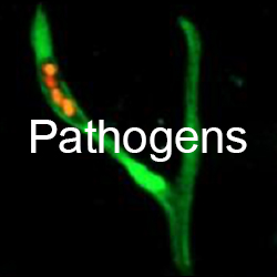Understanding Pathogens