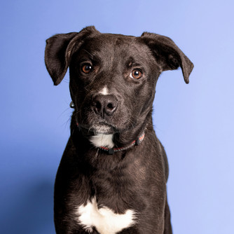 a black dog with white patches