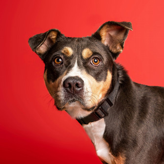 A medium sized brown and white dog