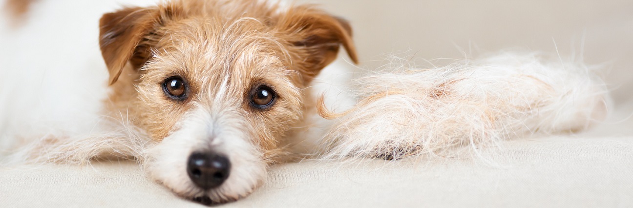 small brown and white fluffy dog gazing into the camera