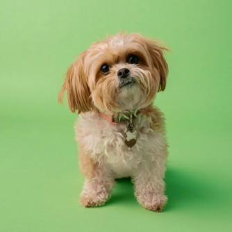 a Yorkshire Terrier mix dog