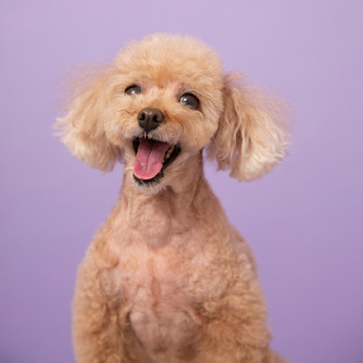 a cream colored Poodle mix dog
