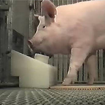 Pig using a joystick in Dr. Croney's research of pig cognition