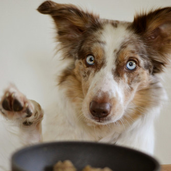 a dog pawing at its food bowl, Photo by Ayla Verschueren on Unsplash