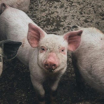 cute pig looking at the camera, in a barn with other pigs Photo by Dan Renco on Unsplash