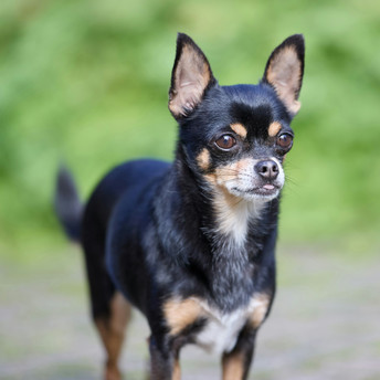black and tan chihuahua Photo by Erwin Bosman on Unsplash