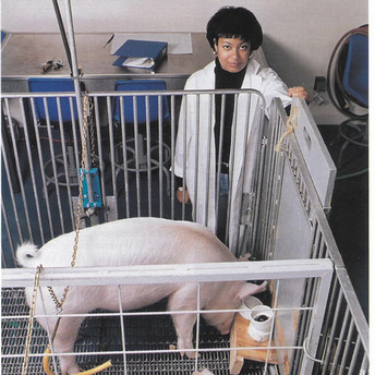 A photo of Dr. Croney, with a pig, one of her research subjects, in the lab