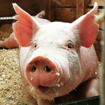 close up photo of a pig Photo by Laura Anderson on Unsplash