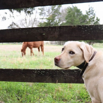 Retriever-type dog looking over his shoulder, standing by a fence, a horse is in the distance Photo by Laura Roberts on Unsplash