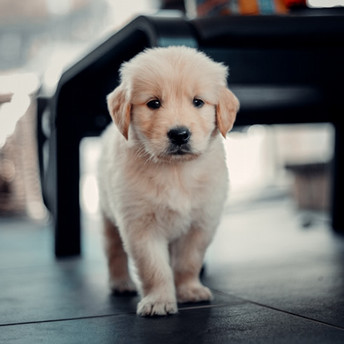 cute puppy Photo by Nick van der Vegt on Unsplash