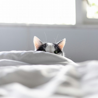 cute black and white cat peeking over some blankets Photo by Rohan on Unsplash