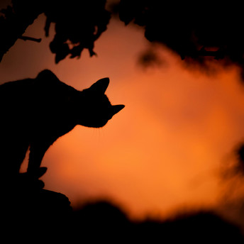 sillhouette of a black cat on an orange background Photo by Sao Tuar on Unsplash