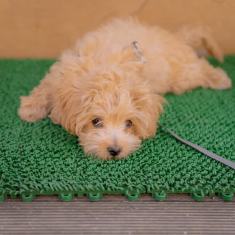 doodle puppy laying on a green mat