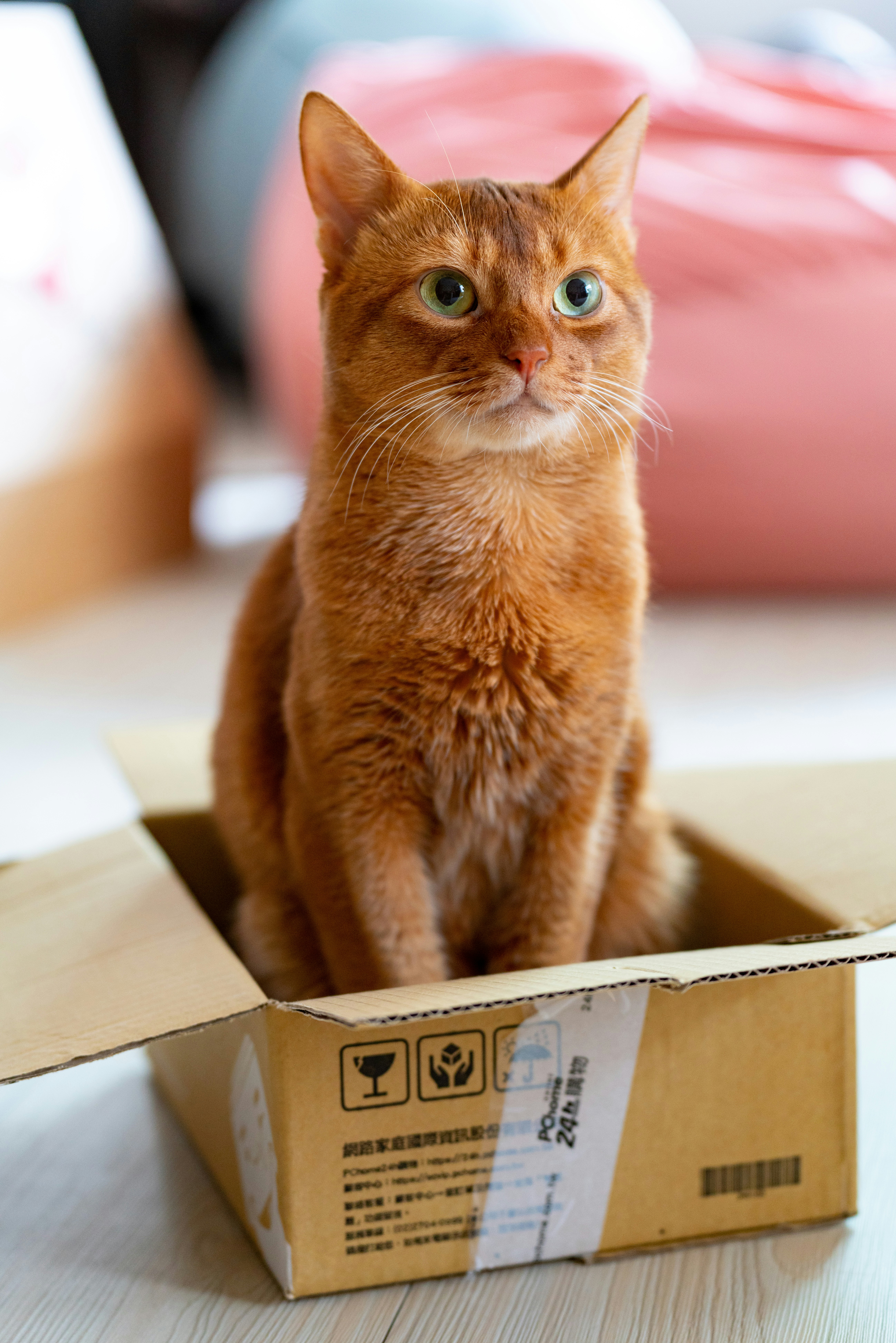 Photo by Timo Volz on Unsplash orange cat sitting in a box