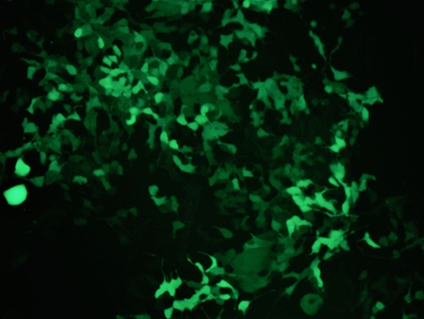 GFP-Cells-from-Virginia---Neo.jpg