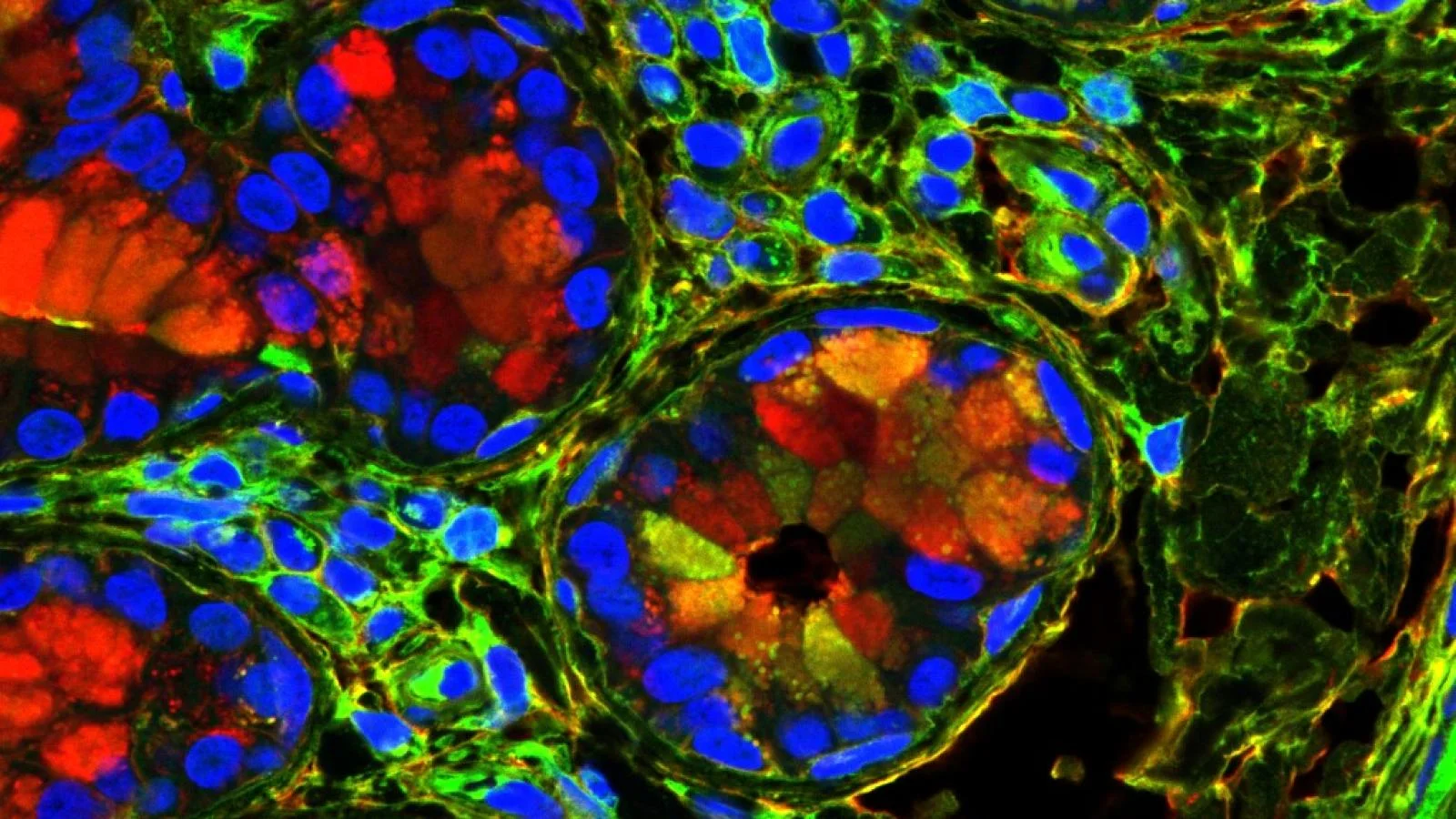 microscopic image of biological specimen in multiple colors