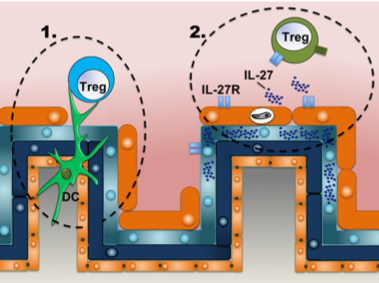 treg-cells.png