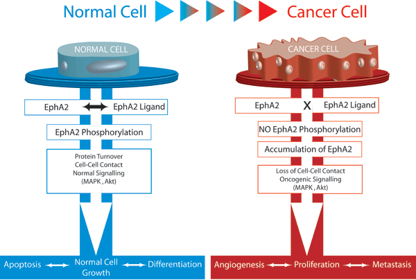 Crosstalk cancer cells