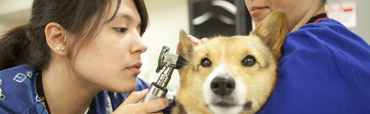 a student inspecting a dog's ear
