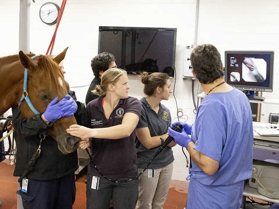 A veterinary team performs an endoscopic examination on a horse while staff restrain the horse and monitor the procedure on a screen