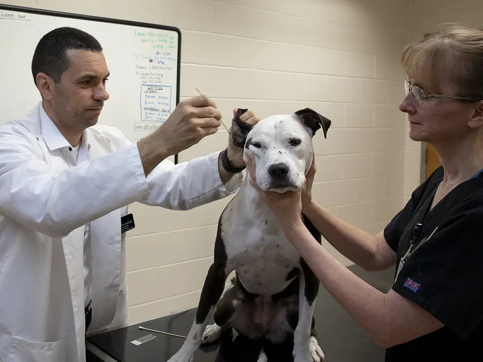 A veterinarian examines a dog’s ear while a veterinary technician gently holds the dog in place