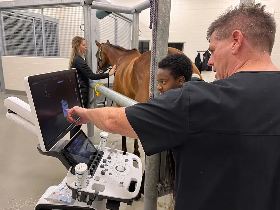 Veterinary professionals review ultrasound images while examining a horse in an equine clinical setting.