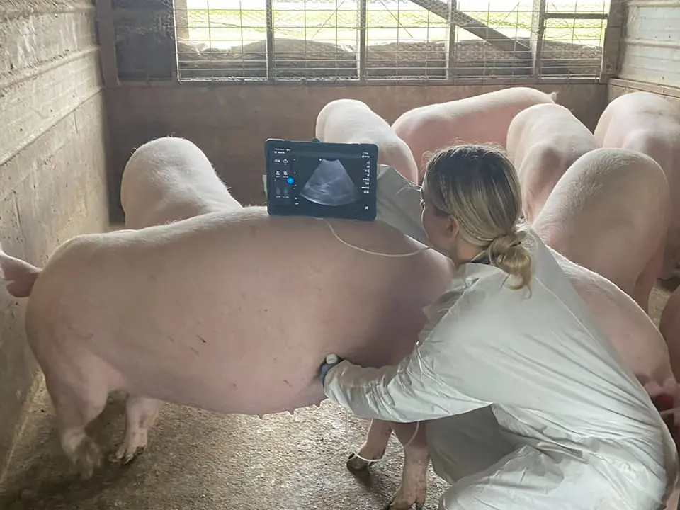 A veterinarian performs an ultrasound examination on a pig while other pigs stand nearby